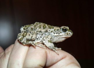 От лягушек бывают бородавки?