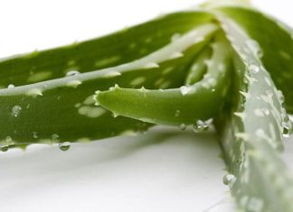 Народные средства для борьбы с герпесом на губах