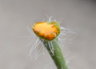 Чистотел от папиллом