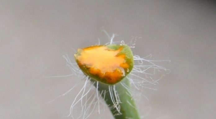 Чистотел от папиллом