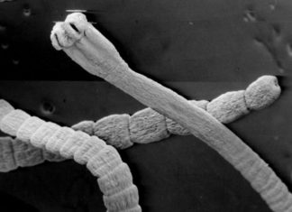 Глисты и папилломы — миф или реальность