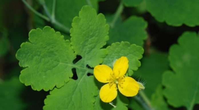 Чистотел для удаления бородавок